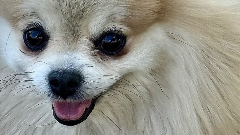 Le Sueur Dog Park - Le Sueur, MN