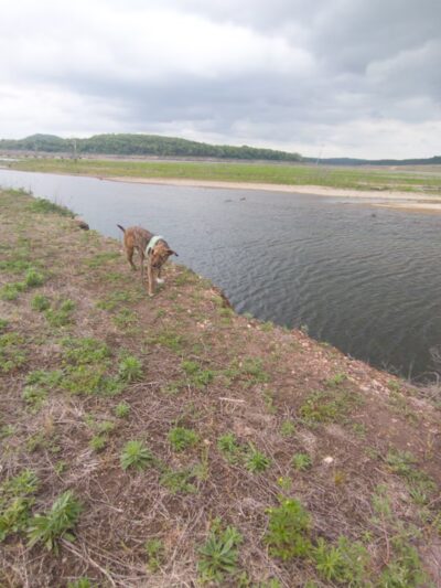 Bull Shoals Lake Parks - Lead Hill, AR