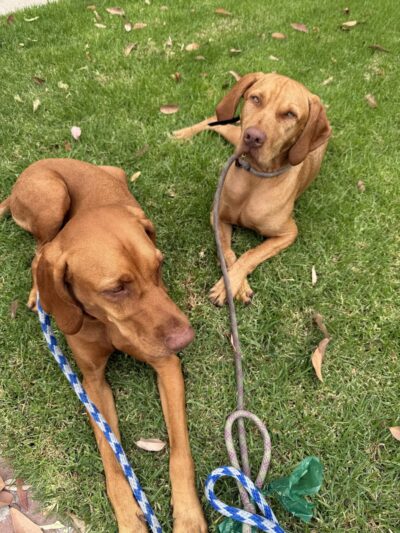 Leader of the Pack OC - ,