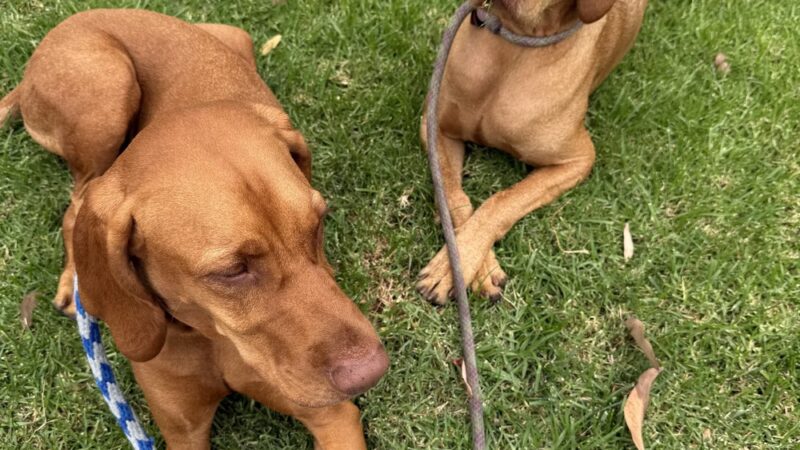 Leader of the Pack OC - ,