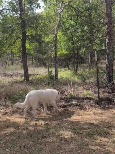 Dog House Drinkery & Dog Park - Leander, TX