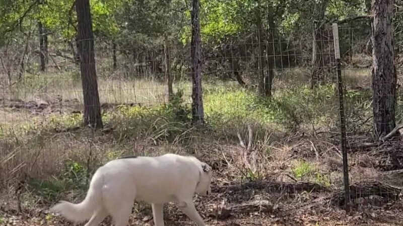 Dog House Drinkery & Dog Park - Leander, TX