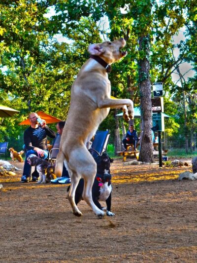 Dog House Drinkery & Dog Park - Leander, TX