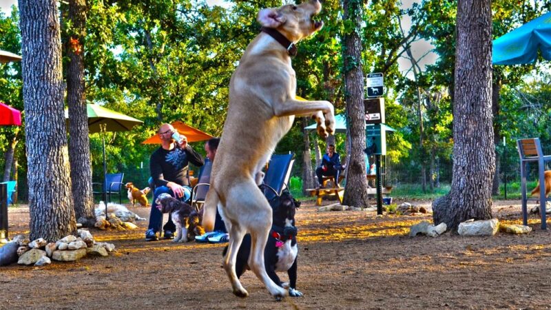 Dog House Drinkery & Dog Park - Leander, TX