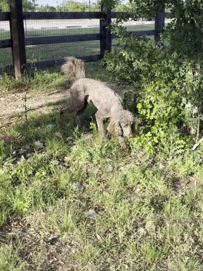 Garey Park Dog Ranch - Leander, TX