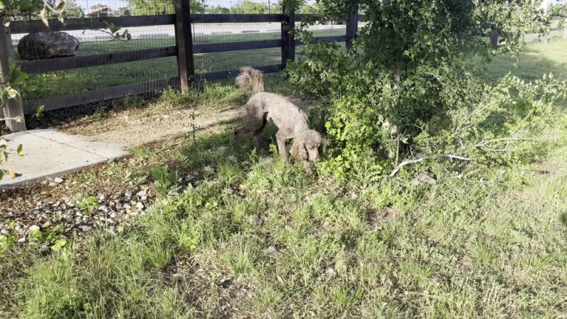 Garey Park Dog Ranch - Leander, TX