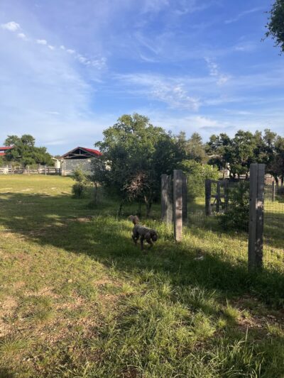 Garey Park Dog Ranch - Leander, TX