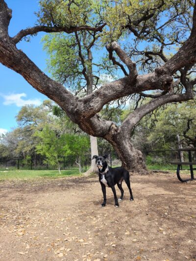 Lakewood Dog Park - Leander, TX