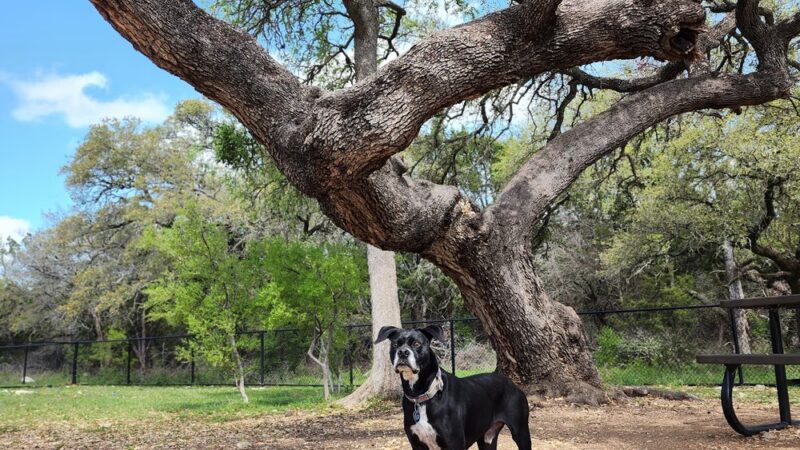 Lakewood Dog Park - Leander, TX