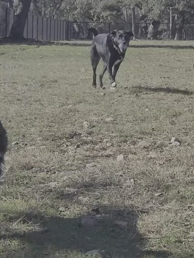 Lakewood Dog Park - Leander, TX