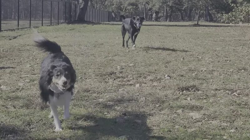 Lakewood Dog Park - Leander, TX