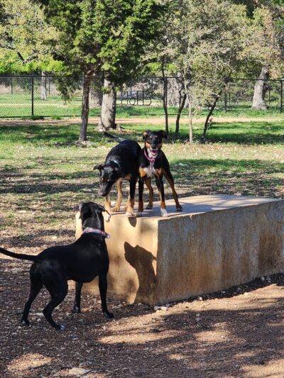 Lakewood Dog Park - Leander, TX