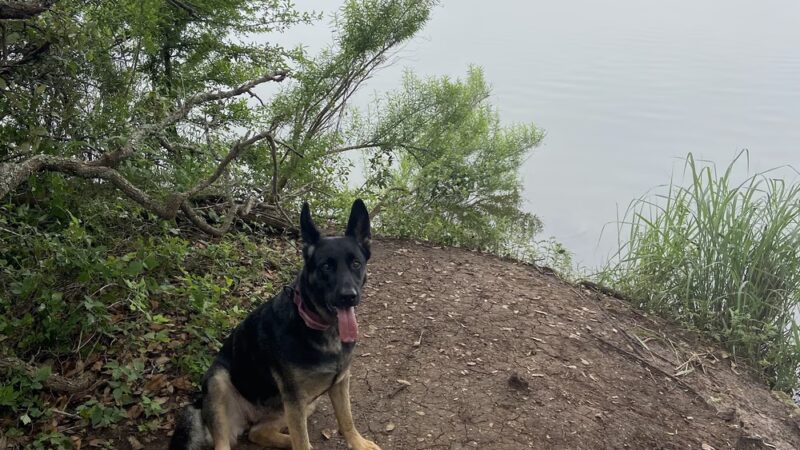 Lakewood Dog Park - Leander, TX