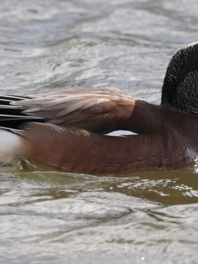 Lion's Lake Park - Lebanon, PA