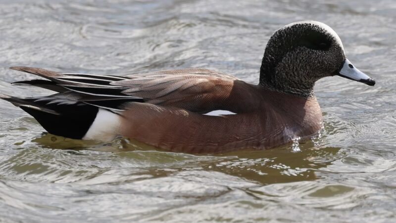 Lion's Lake Park - Lebanon, PA
