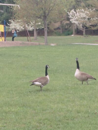 Lion's Lake Park - Lebanon, PA
