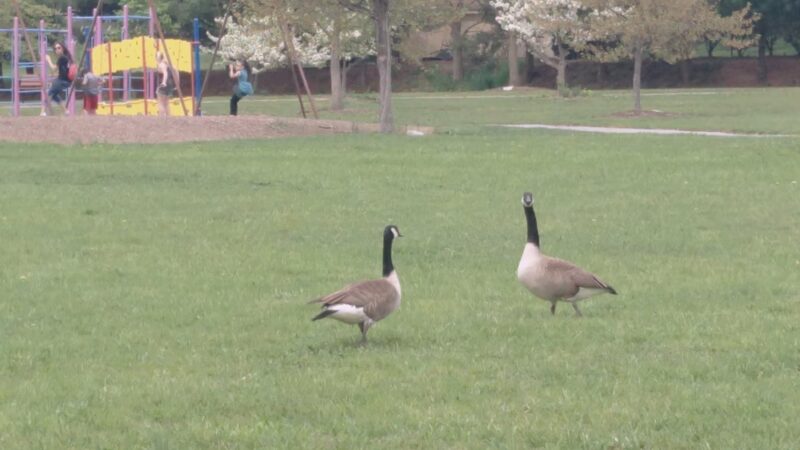Lion's Lake Park - Lebanon, PA