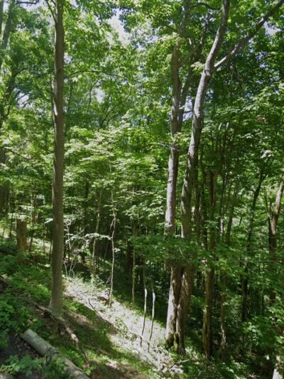 Channels park edge - Lebanon, VA