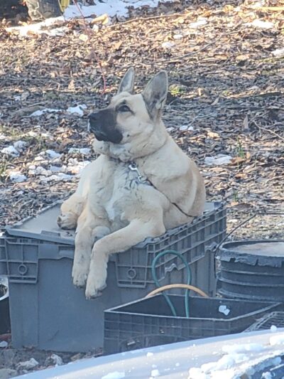 Russell County Animal Shelter - Lebanon, VA