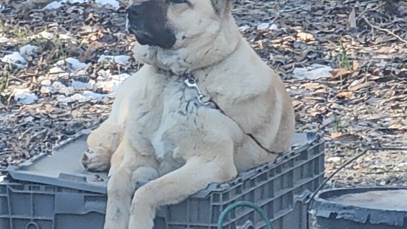 Russell County Animal Shelter - Lebanon, VA