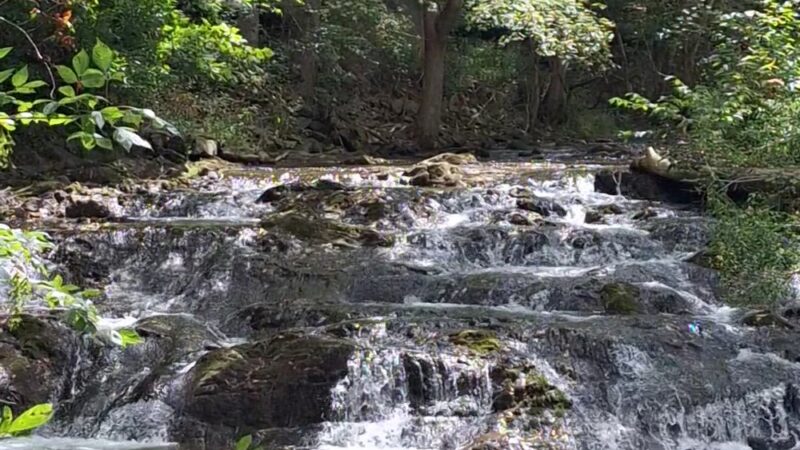 Russell County Animal Shelter - Lebanon, VA