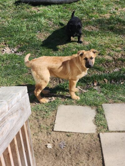 Russell County Animal Shelter - Lebanon, VA