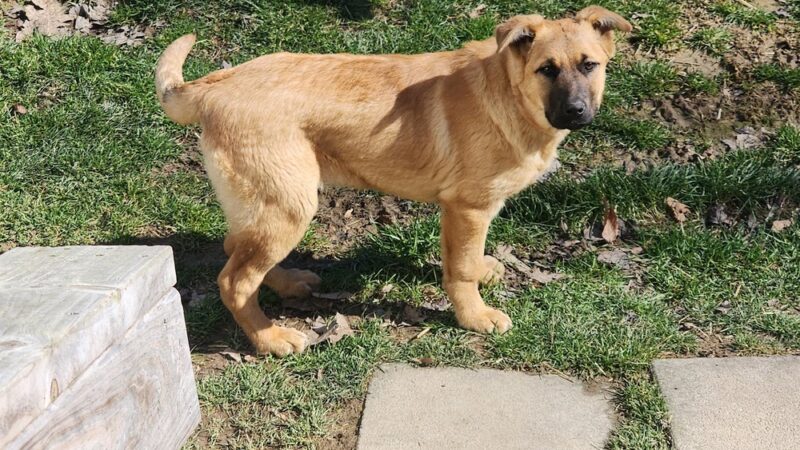 Russell County Animal Shelter - Lebanon, VA