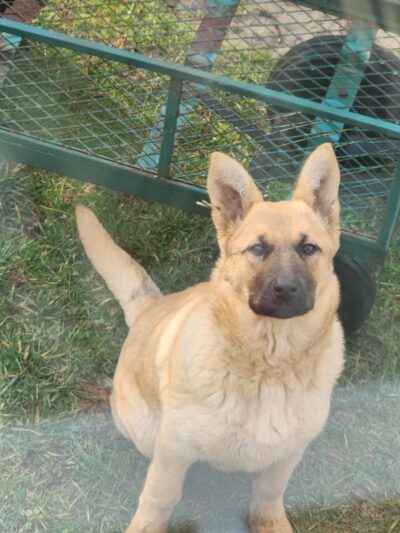 Russell County Animal Shelter - Lebanon, VA