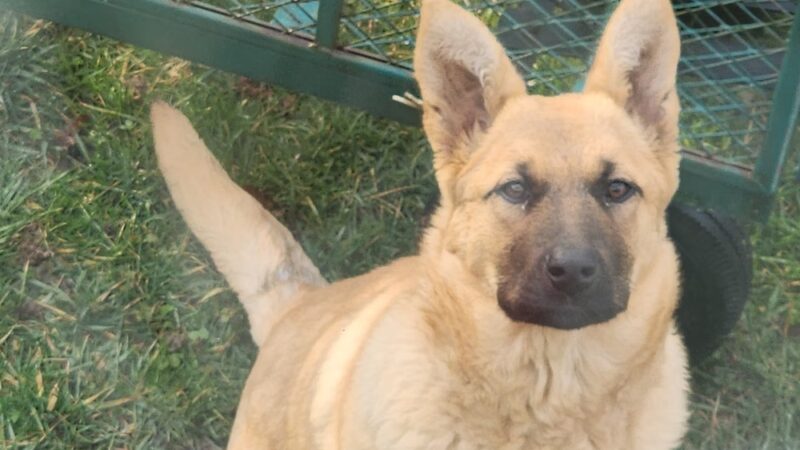 Russell County Animal Shelter - Lebanon, VA