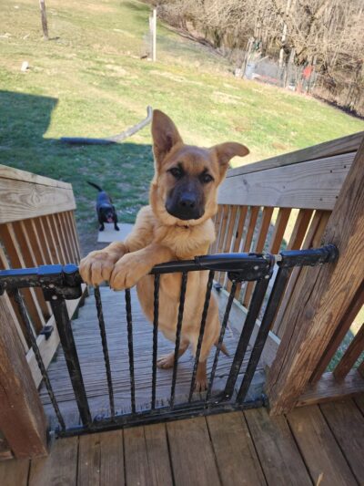 Russell County Animal Shelter - Lebanon, VA