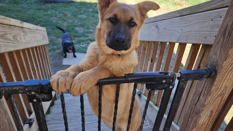 Russell County Animal Shelter - Lebanon, VA