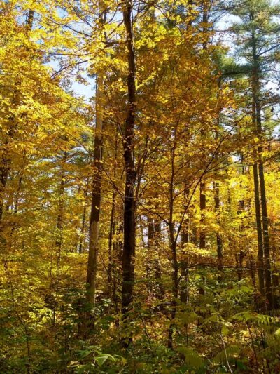Curtis Homestead Conservation Area - Leeds, ME