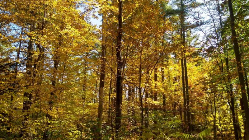 Curtis Homestead Conservation Area - Leeds, ME