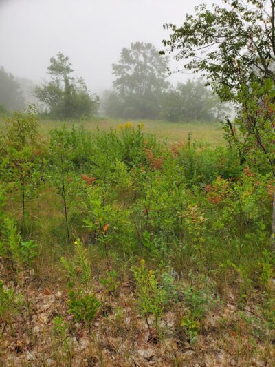 Curtis Homestead Conservation Area - Leeds, ME
