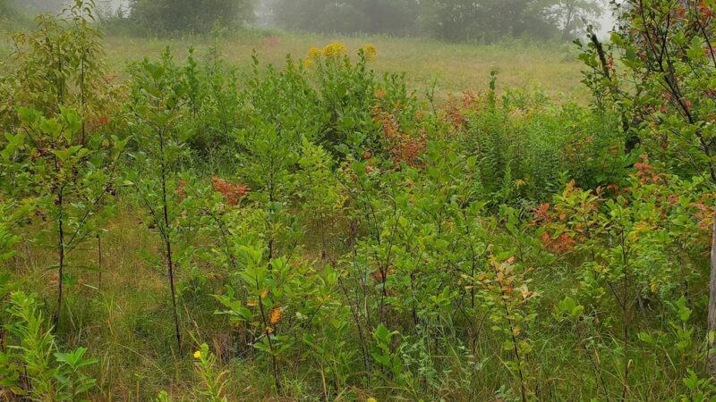 Curtis Homestead Conservation Area - Leeds, ME