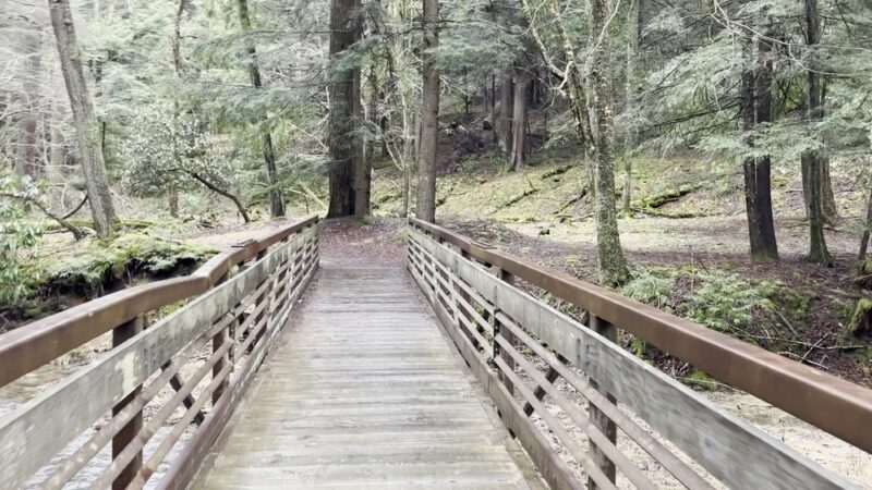 Cook Forest State Park - Leeper, PA