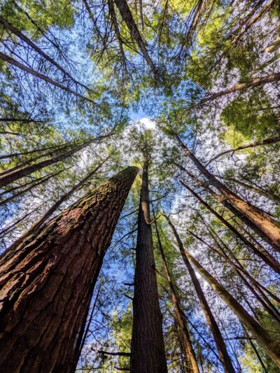 Cook Forest State Park - Leeper, PA