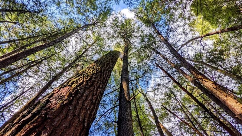 Cook Forest State Park - Leeper, PA