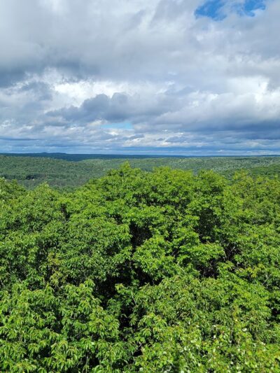 Cook Forest State Park - Leeper, PA