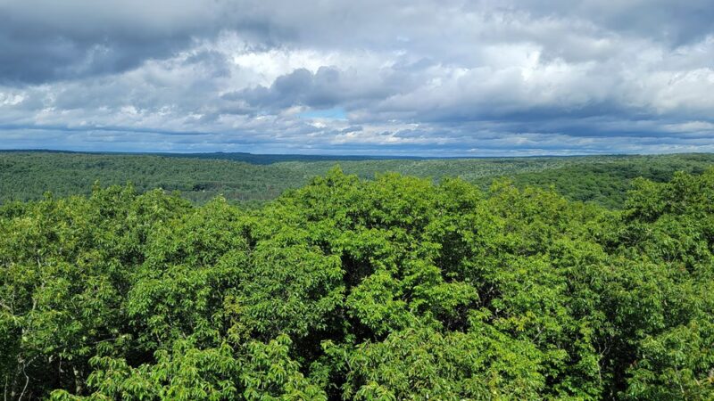 Cook Forest State Park - Leeper, PA