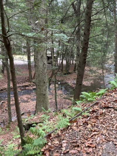 Cook Forest Swinging Bridge - Leeper, PA