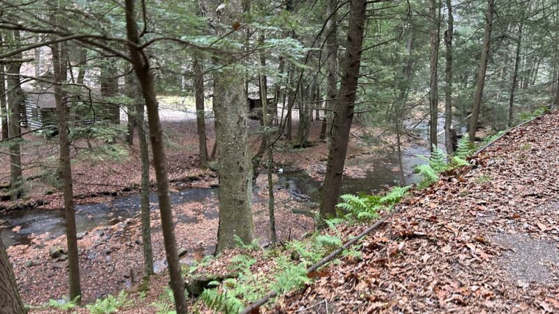 Cook Forest Swinging Bridge - Leeper, PA
