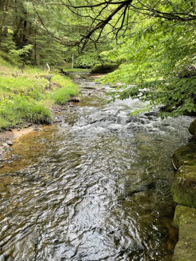Cook Forest Swinging Bridge - Leeper, PA