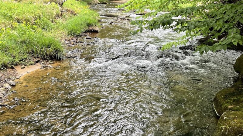 Cook Forest Swinging Bridge - Leeper, PA