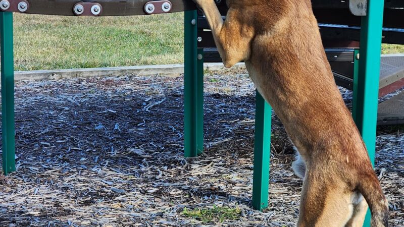 Farmington Township Park - Leeper, PA