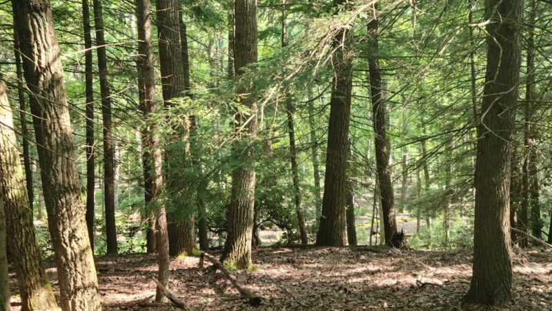 Historic Fire Tower #9 - Leeper, PA