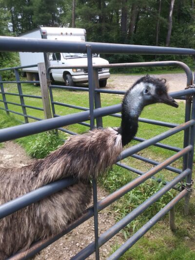 Knotty Pines - Leeper, PA