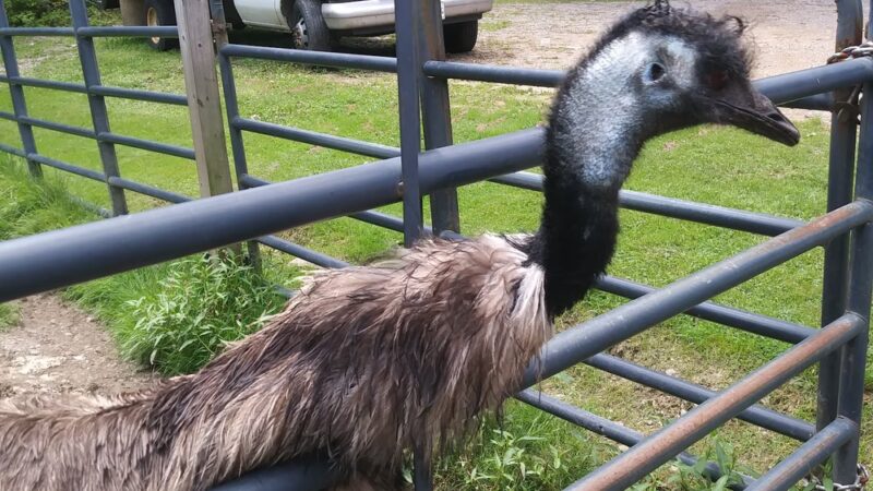 Knotty Pines - Leeper, PA