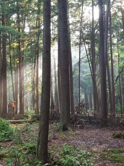 Ridge Campground At Cook Forest - Leeper, PA