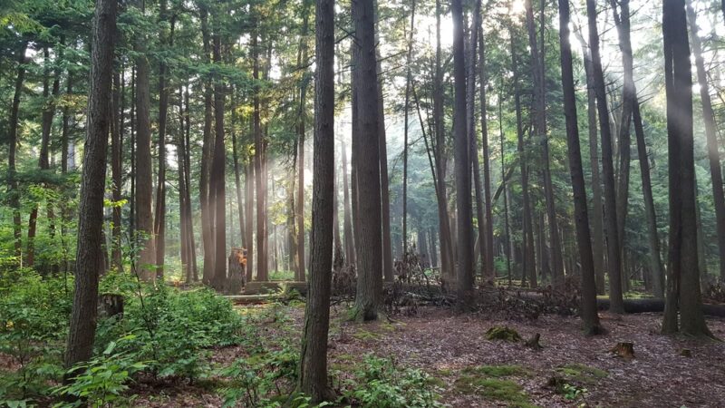 Ridge Campground At Cook Forest - Leeper, PA